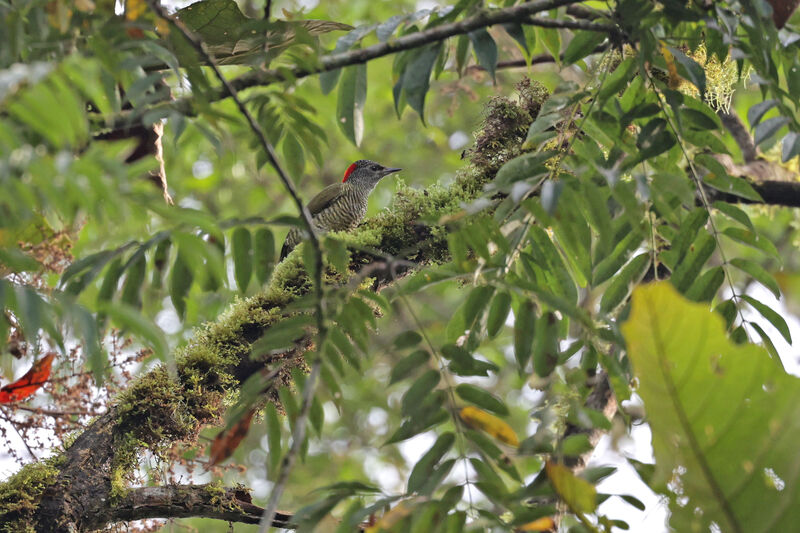 Fine-banded Woodpecker female adult