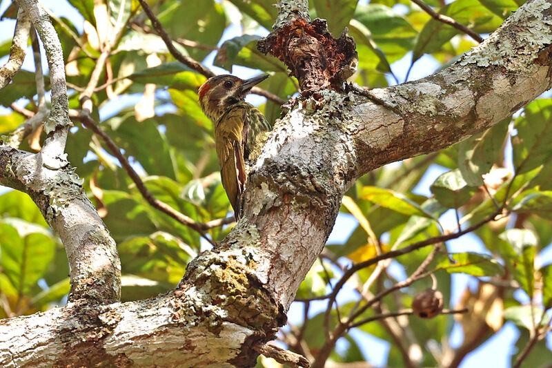 Melancholy Woodpecker male