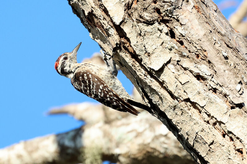 Ladder-backed Woodpecker male