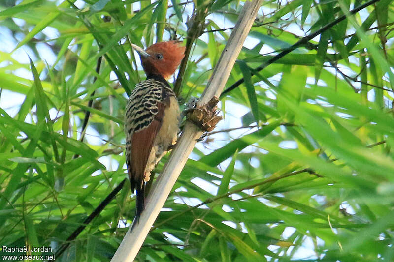 Pic d'O'Brien femelle adulte, identification