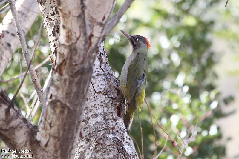 Pic de Levaillant femelle adulte, identification