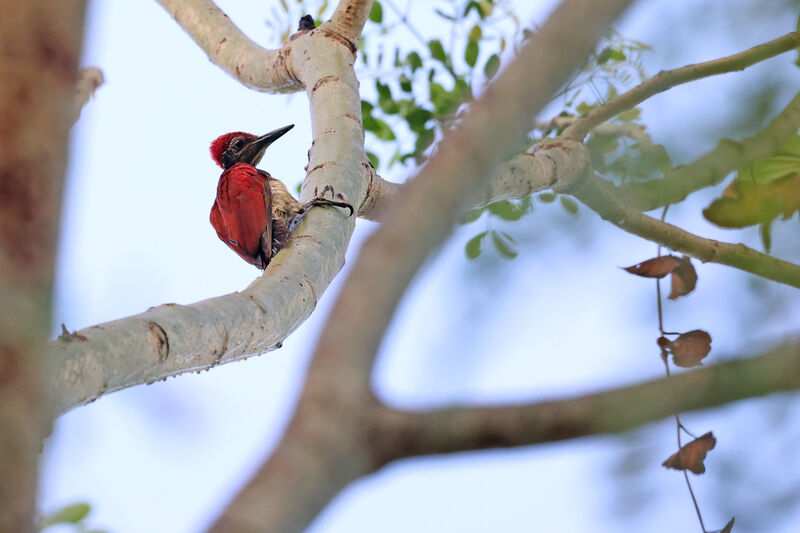 Luzon Flameback male adult