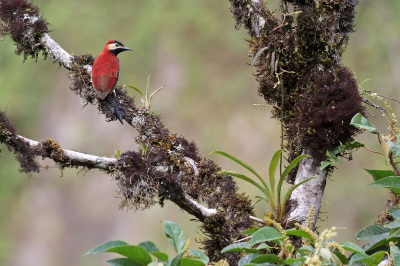 Crimson-mantled Woodpecker female adult