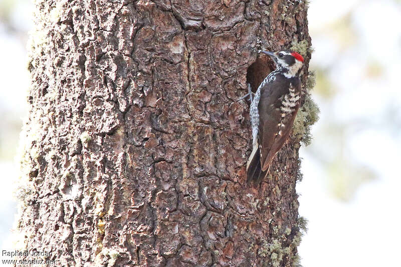 Strickland's Woodpecker male adult, Reproduction-nesting