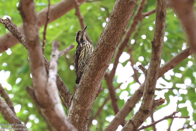 Philippine Pygmy Woodpecker female adult, identification