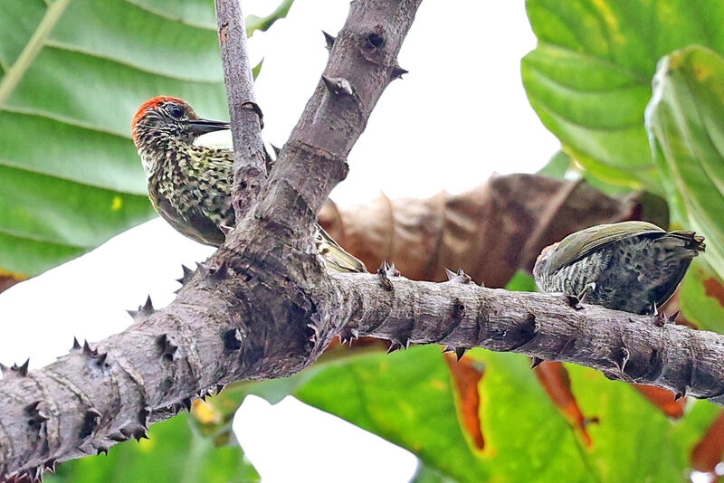 Pic du Gabon mâle adulte