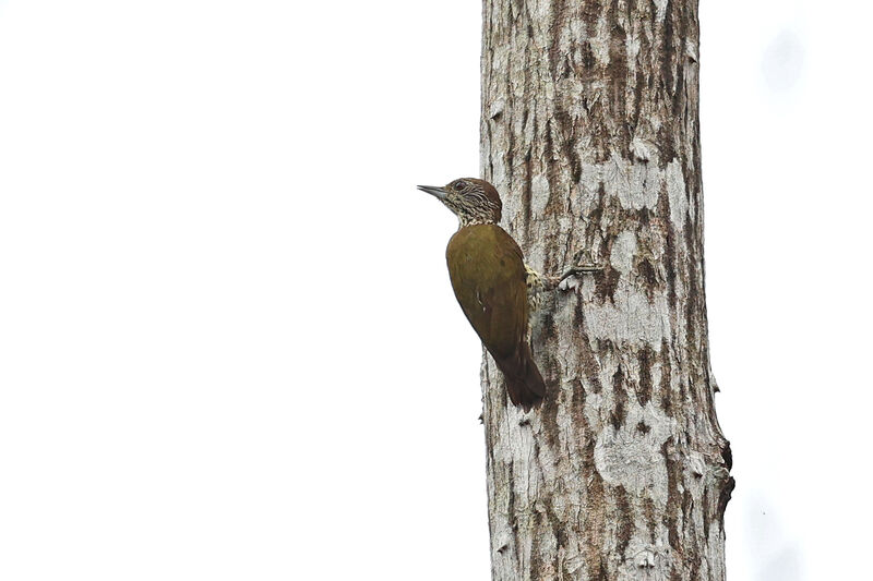 Gabon Woodpecker female adult