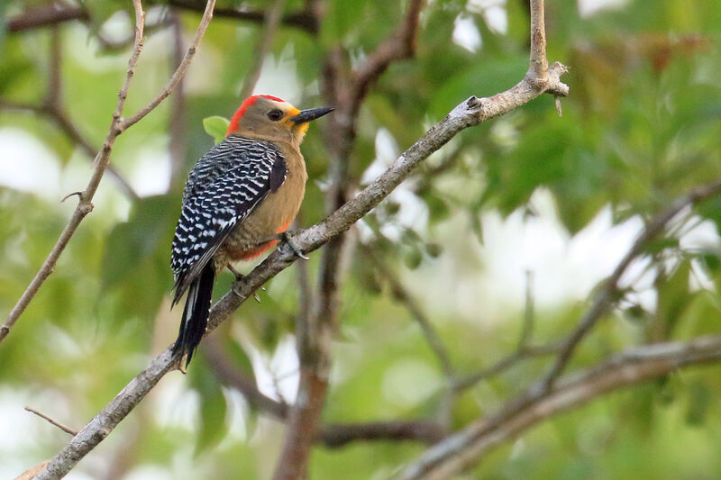 Pic du Yucatan mâle adulte