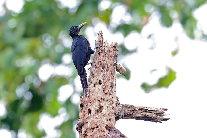 Northern Sooty Woodpecker female adult