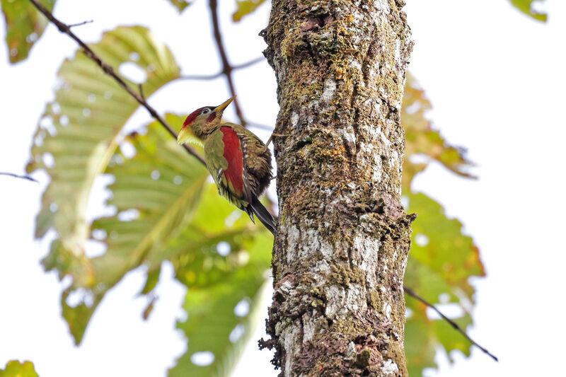 Crimson-winged Woodpecker male adult