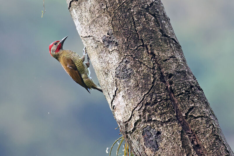 Golden-olive Woodpecker male adult