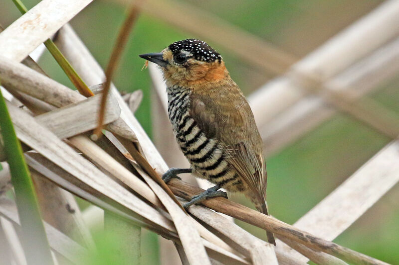 Ochre-collared Piculetadult