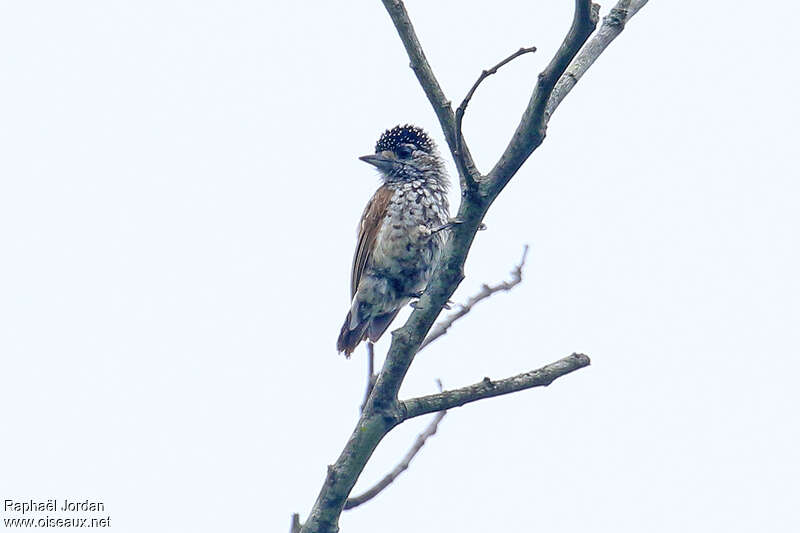 Picumne noir et blanc femelle adulte, identification