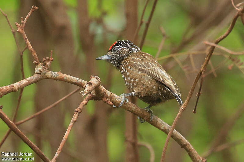 Spotted Piculet male adult, habitat, pigmentation