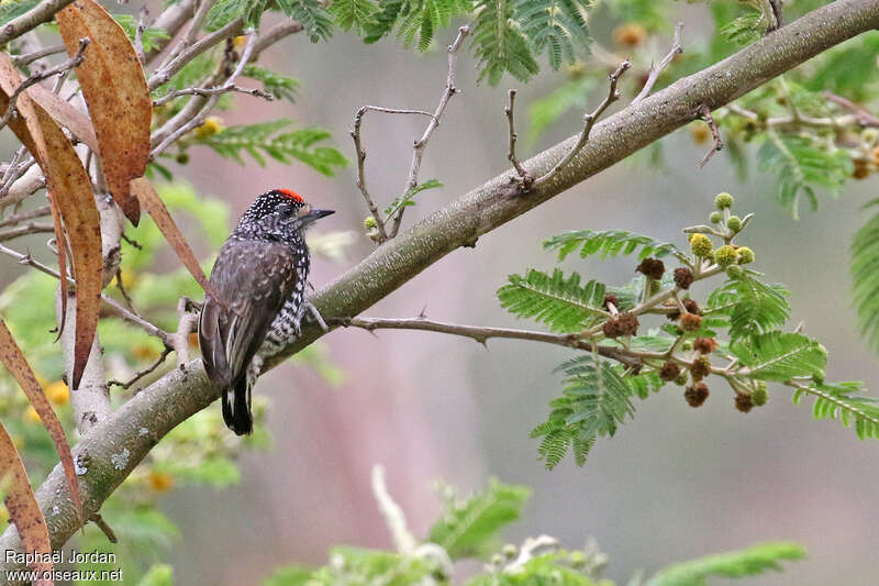 Picumne perlé mâle adulte, identification