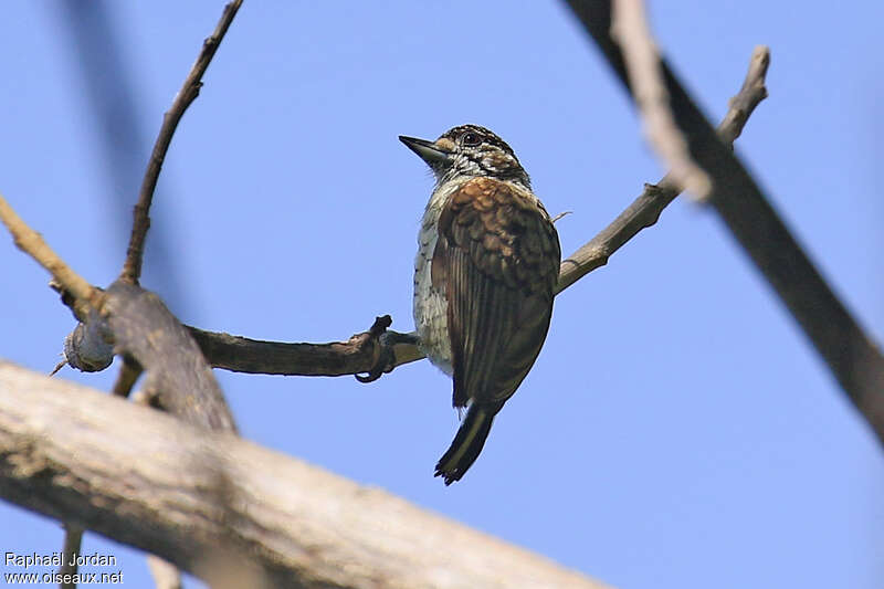 Scaled Piculet female adult, identification