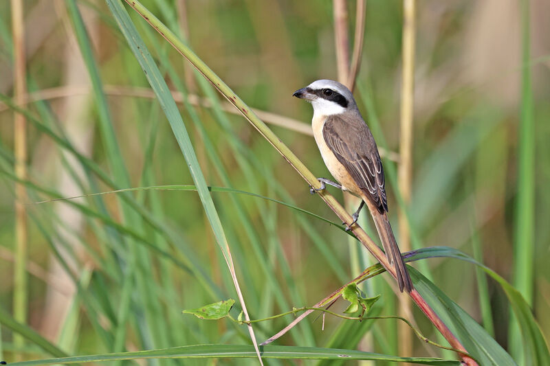 Brown Shrikeadult