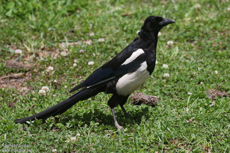 Black-rumped Magpieadult