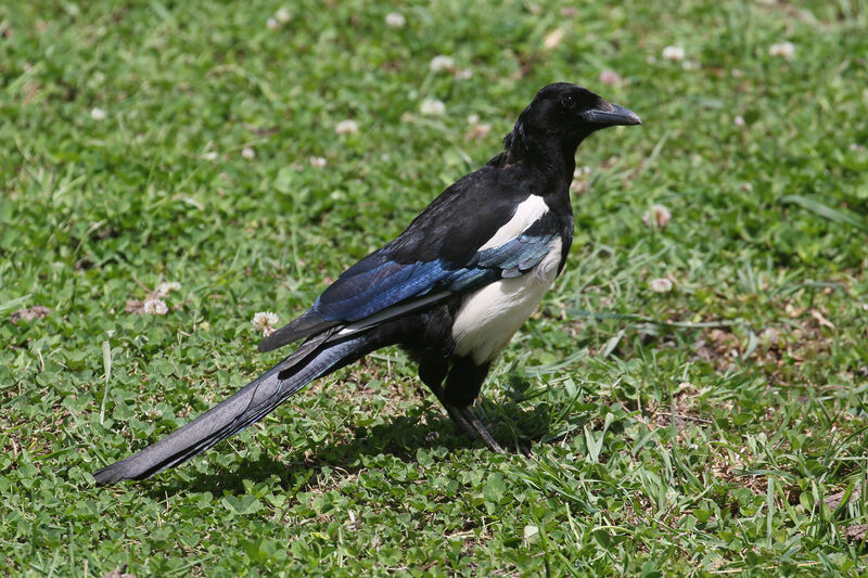 Black-rumped Magpieadult