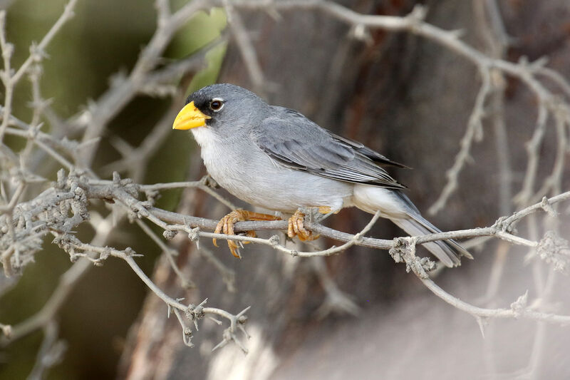 Cinereous Finchadult