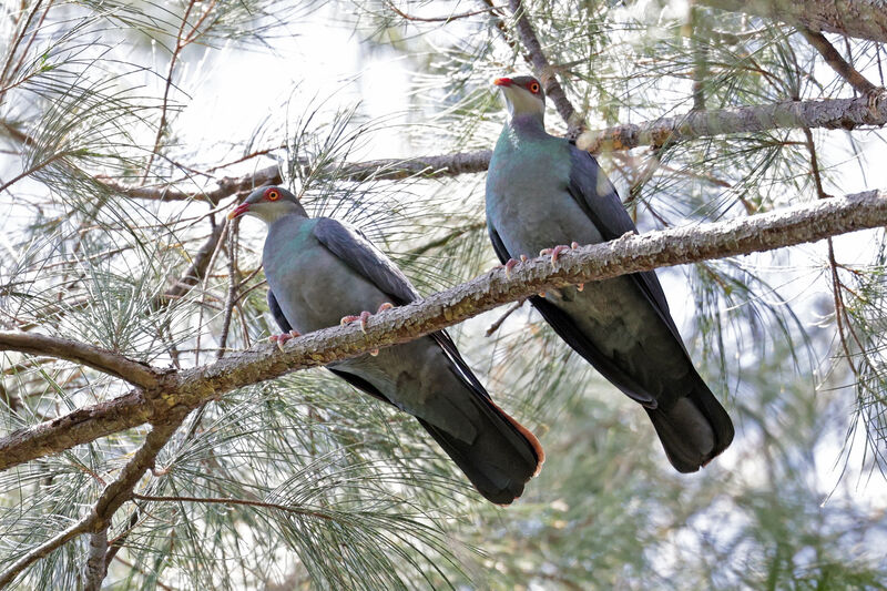 Metallic Pigeon