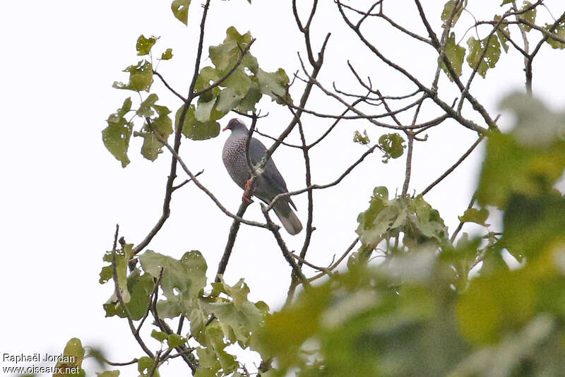 White-naped Pigeonadult, identification