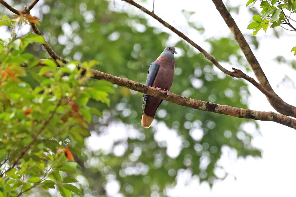 Pigeon à nuque bronzéeadulte, chant