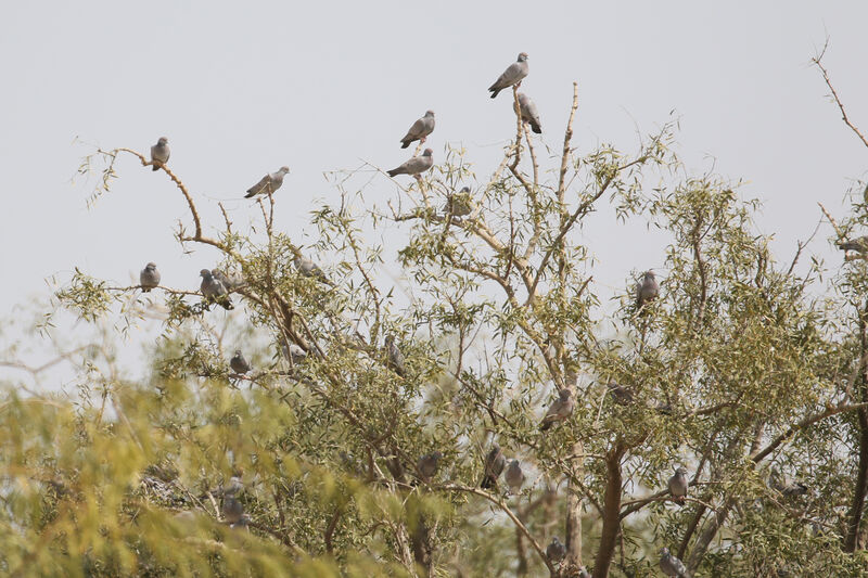 Yellow-eyed Pigeon