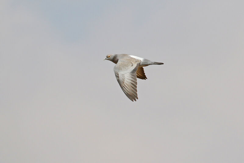 Yellow-eyed Pigeonadult