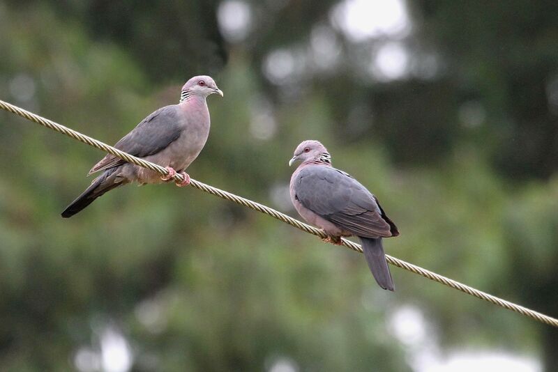 Sri Lanka Wood Pigeonadult