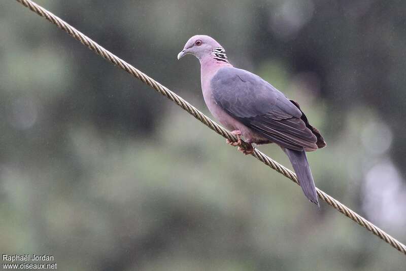 Sri Lanka Wood Pigeonadult, identification