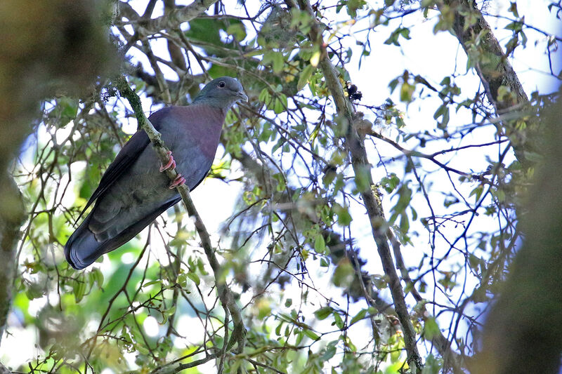 Pigeon de Delegorgueadulte