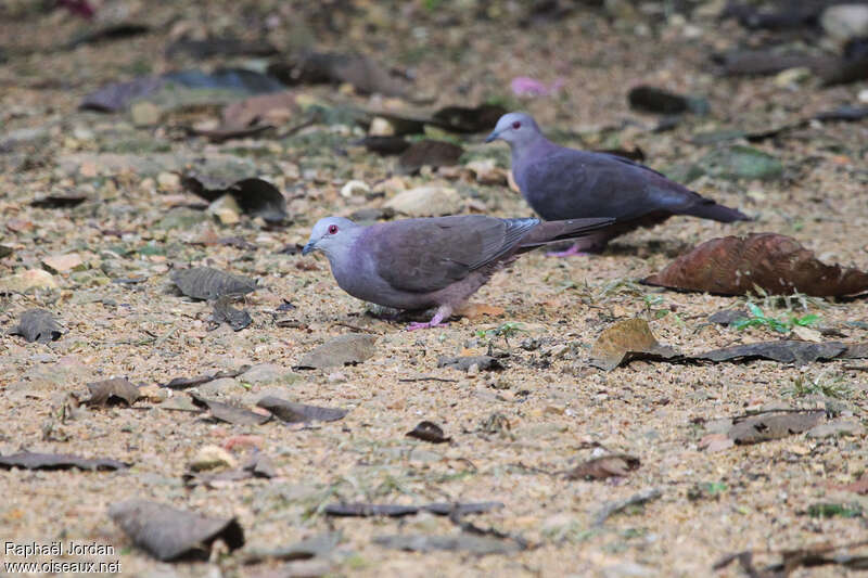 Dusky Pigeonadult, pigmentation, fishing/hunting