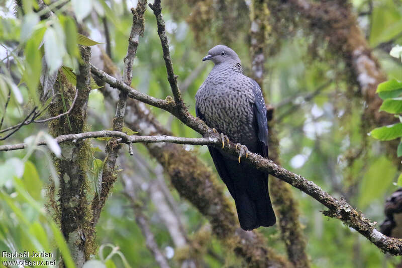 Pigeon de Hodgsonadulte, identification