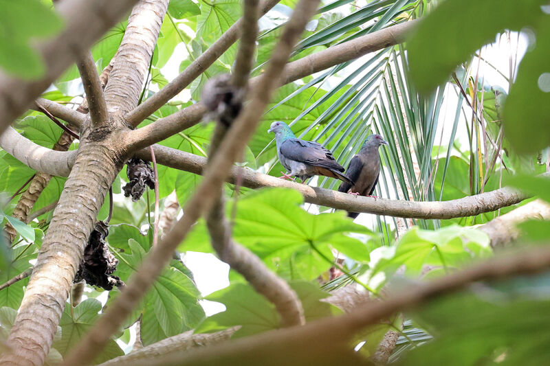 Island Bronze-naped Pigeonadult