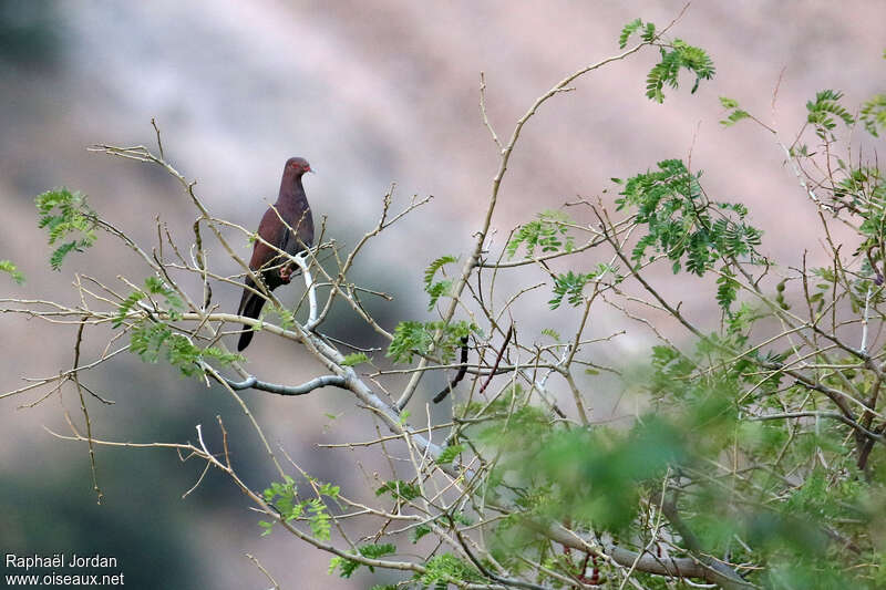 Maranon Pigeonadult, habitat, pigmentation