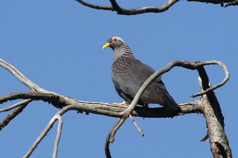 African Olive Pigeonadult