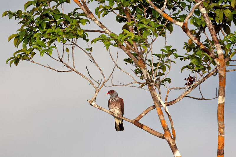 Scaled Pigeon