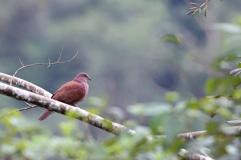 Ruddy Pigeon