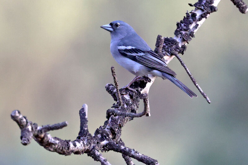 Gran Canaria Blue Chaffinch male adult