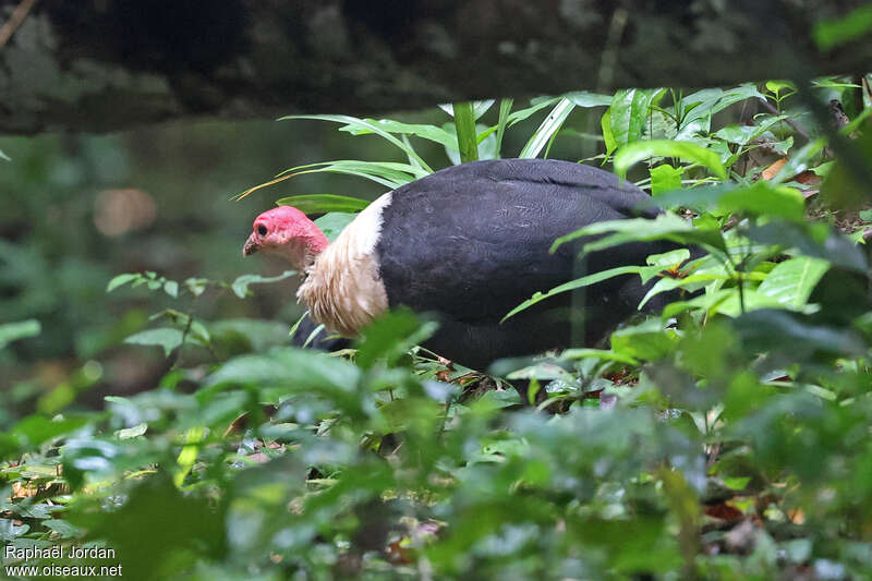 White-breasted Guineafowladult