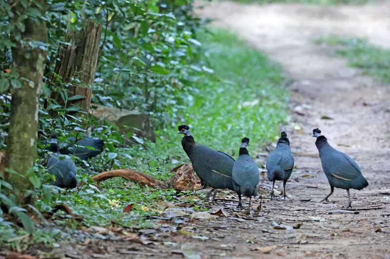 Western Crested Guineafowl