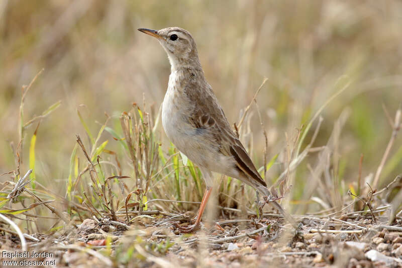 Plain-backed Pipitadult, identification