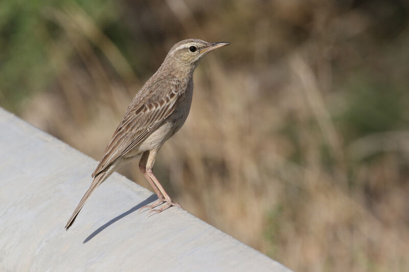 Pipit à long becadulte