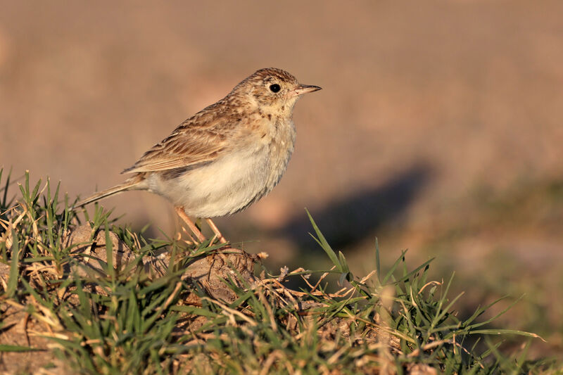 Pipit à plastron