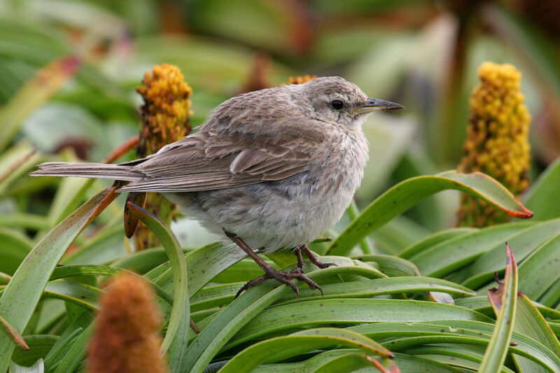 New Zealand Pipit