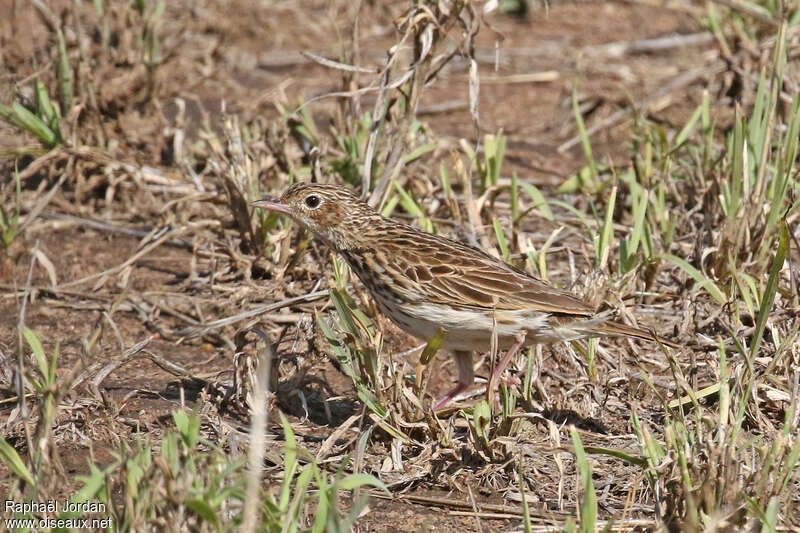 Pipit cafreadulte, identification