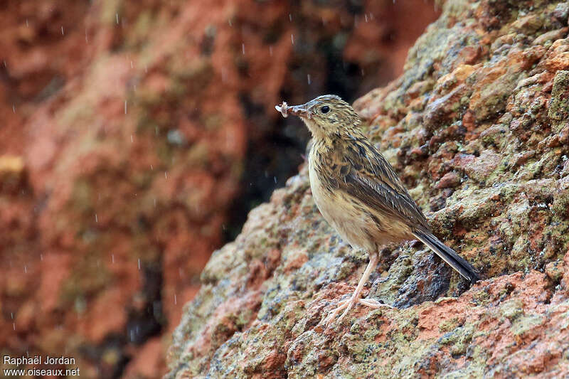 Hellmayr's Pipitadult, habitat, Reproduction-nesting