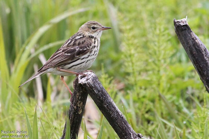 Pipit de la Petchoraadulte nuptial, identification