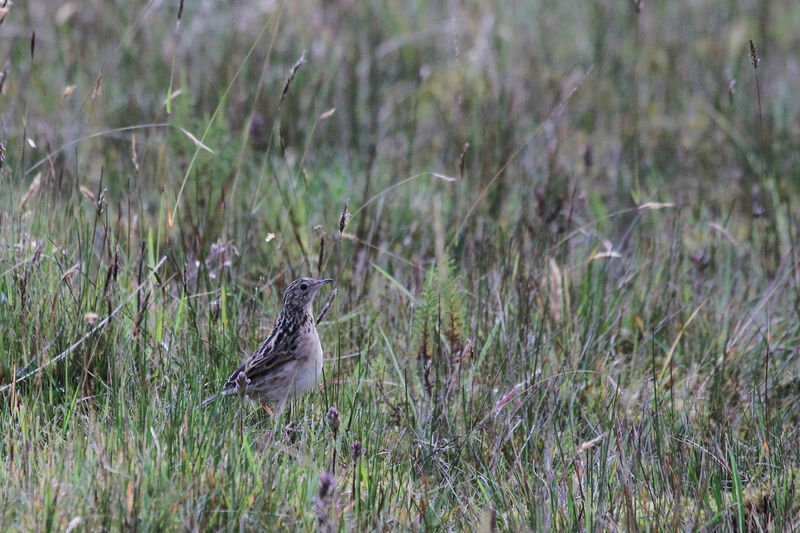 Pipit du paramoadulte